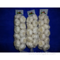 Best Quality Pure White Garlic